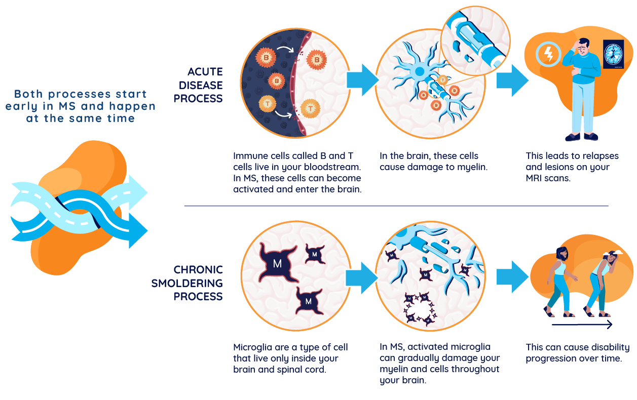 Illustration showing acute and chronic smoldering MS processes: shows the acute process of activated B and T cells crossing the blood brain barrier, causing relapses and MRI activity, and the chronic smoldering process of activated microglia causing disability progression.