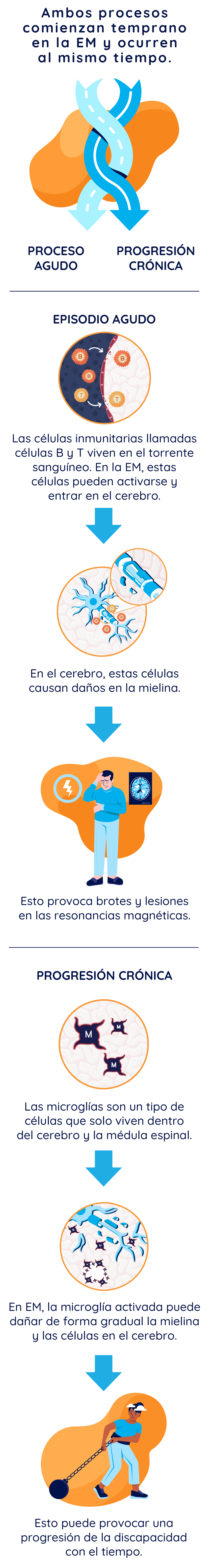 Ilustración que muestra los procesos smoldering agudo y crónico de la EM: muestra el proceso agudo de las células B y T activadas que cruzan la barrera hematoencefálica, causando recaídas y actividad de resonancia magnética, y el proceso smoldering crónico de la microglía activada que causa la progresión de la discapacidad