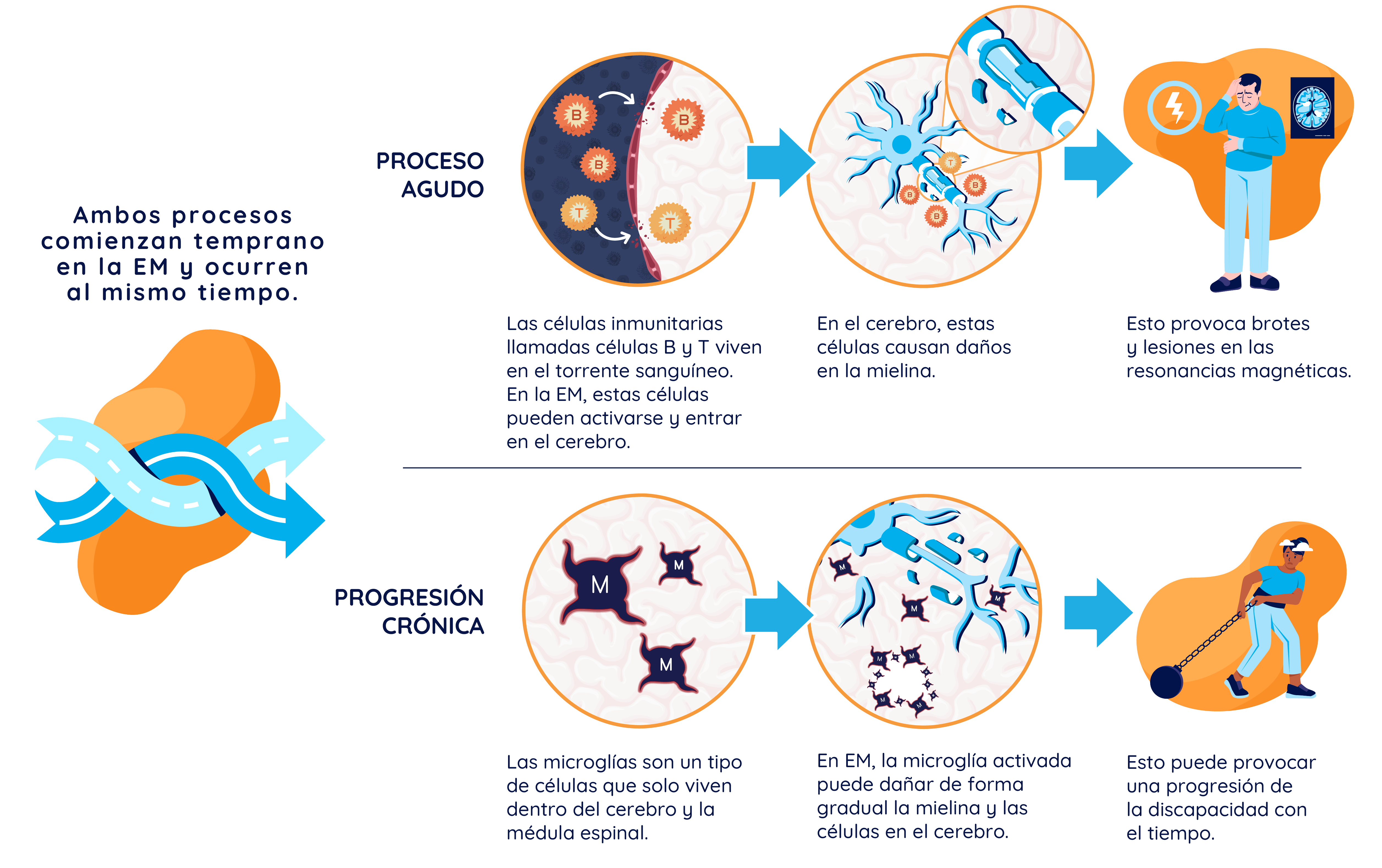 Ilustración que muestra los procesos smoldering agudo y crónico de la EM: muestra el proceso agudo de las células B y T activadas que cruzan la barrera hematoencefálica, causando recaídas y actividad de resonancia magnética, y el proceso smoldering crónico de la microglía activada que causa la progresión de la discapacidad