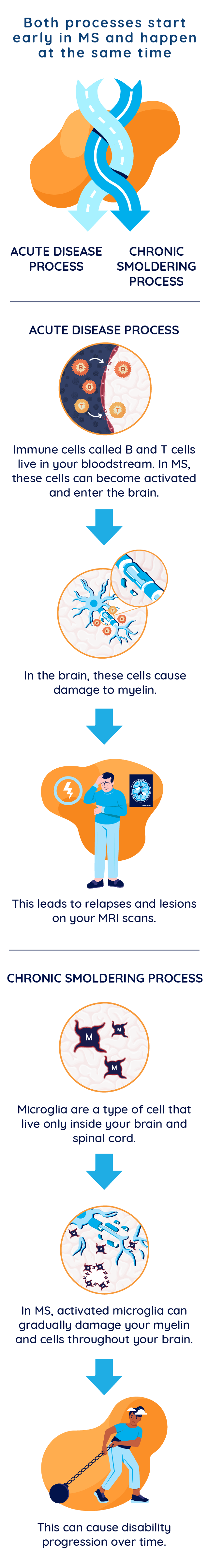 Illustration showing acute and chronic smoldering MS processes: shows the acute process of activated B and T cells crossing the blood brain barrier, causing relapses and MRI activity, and the chronic smoldering process of activated microglia causing disability progression