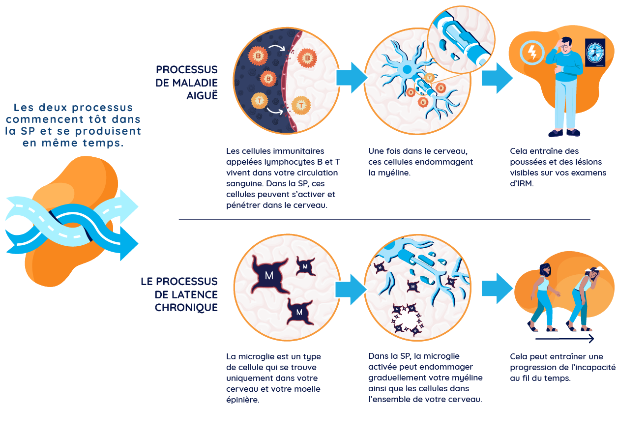 Illustration présentant les processus aigu et chronique insidieux de la SP : montre le processus aigu où les lymphocytes B et T activés traversent la barrière hémato-encéphalique, provoquant des poussées et une activité à l’IRM, ainsi que le processus chronique insidieux où la microglie activée entraîne une progression du handicap.